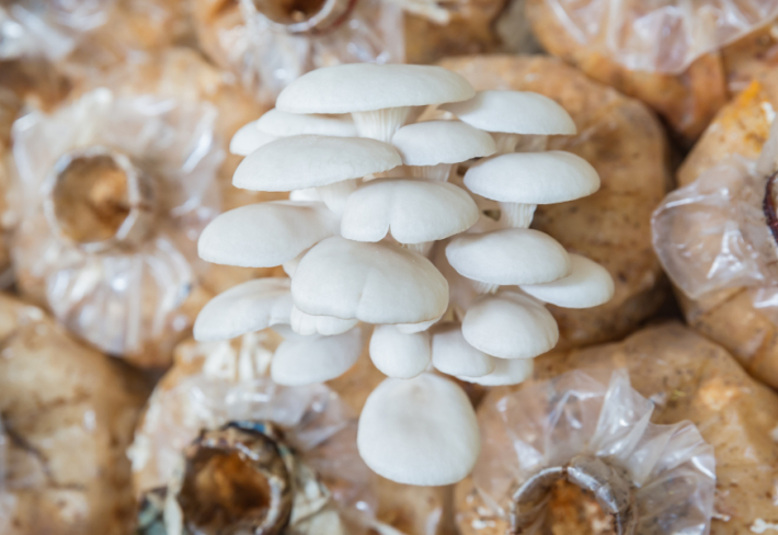 Mantar Yetiştiriciliği Ustalık Eğitimi