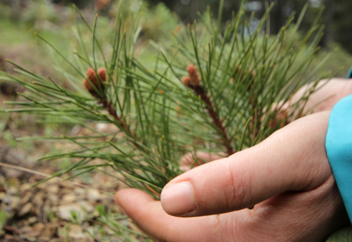 Orman Yetiştiriciliği Ustalık  Eğitimi